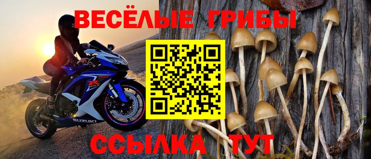 Псилоцибиновые грибы Psilocybe Сорочинск